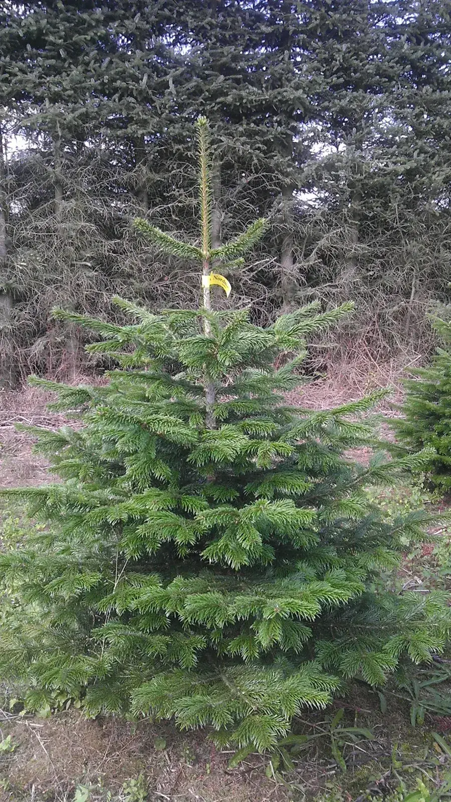 Jodła kaukaska z naszej plantacji