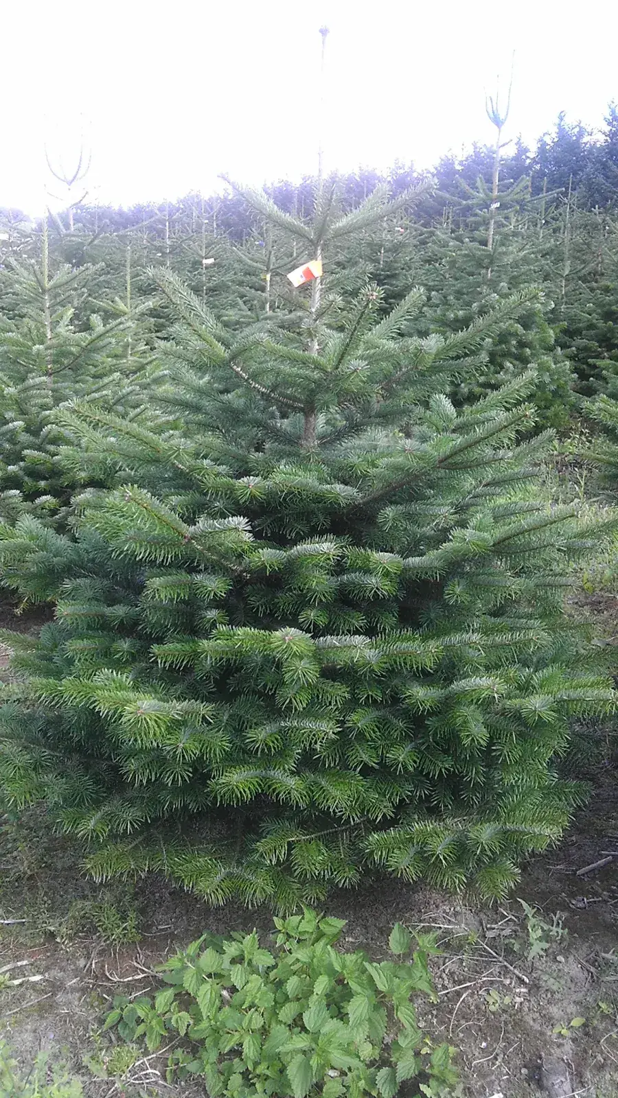 Jodła kaukaska z naszej plantacji