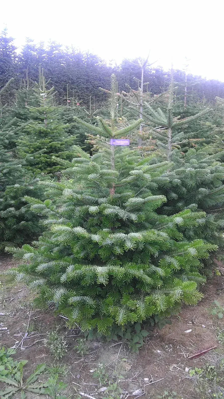 Jodła kaukaska z naszej plantacji