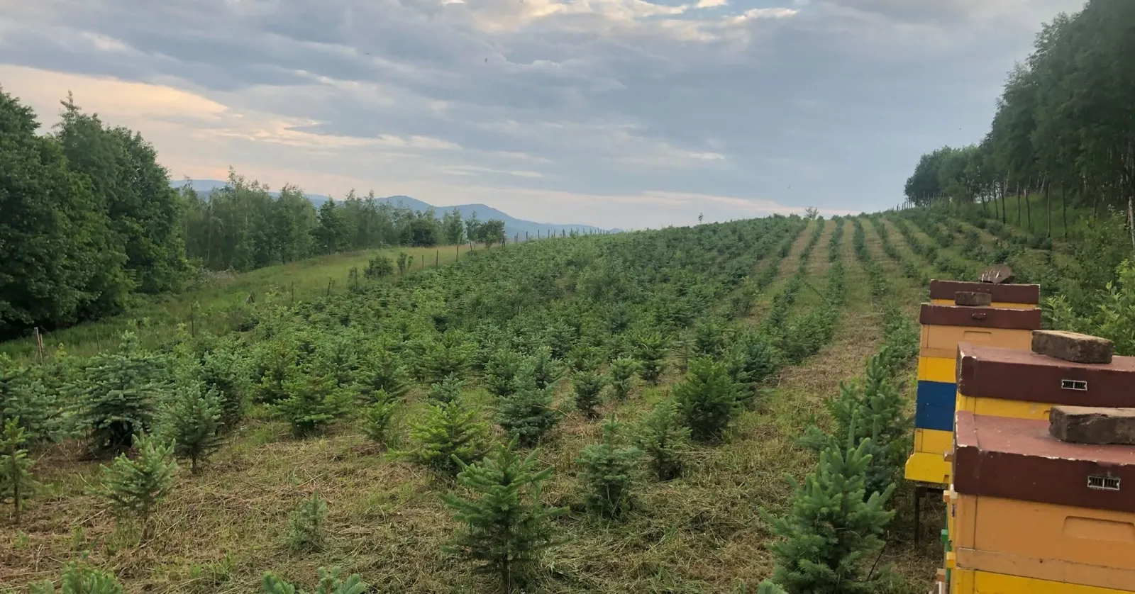Nasza plantacja świerka srebrnego z ulami pasieki – miód z uli stojących wśród choinek