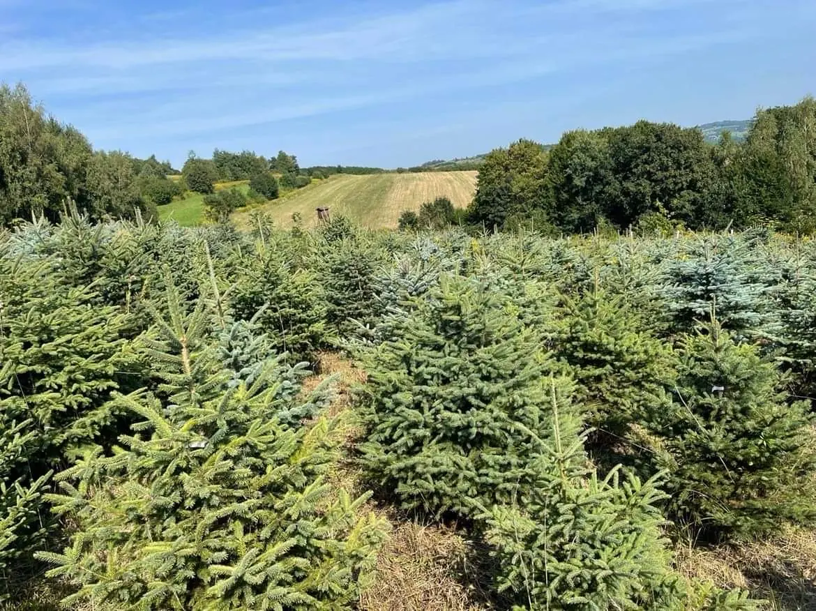 Świerk srebrny na naszej plantacji