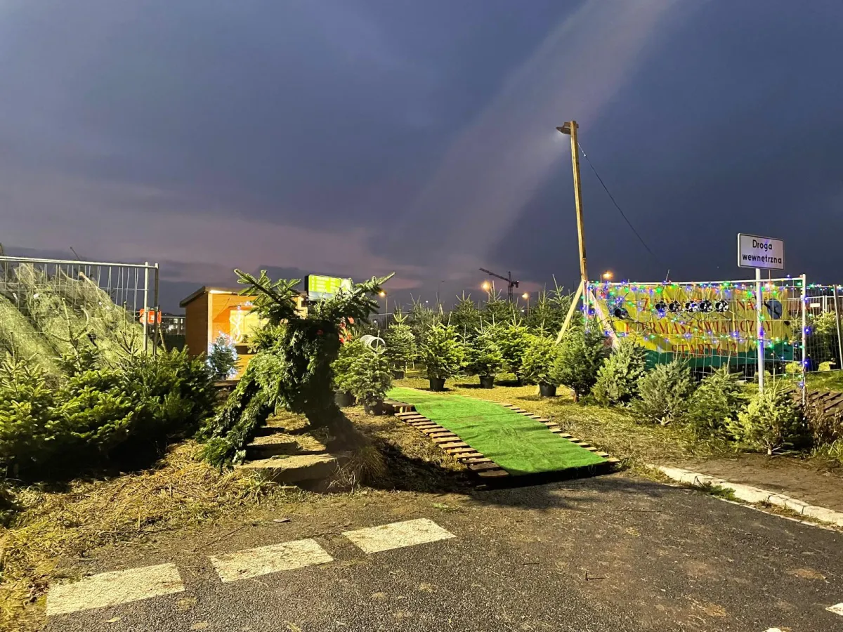 Wejście na plac z choinkami przy Galerii Bronowice: zielony chodnik, choinki doniczkowe i renifer z gałęzi jodły